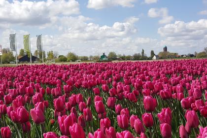 Nederland