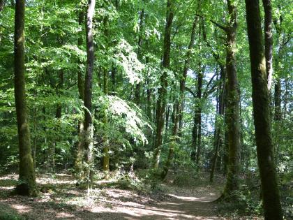 Loofbossen in Brocéliande
