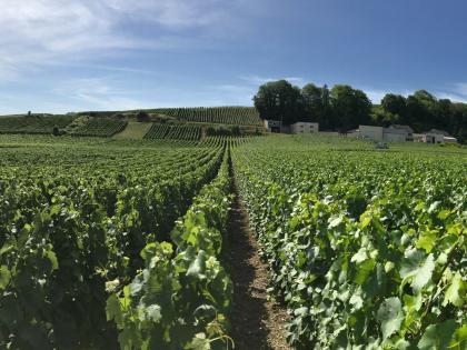 De Champagne streek