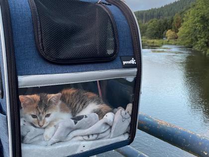 kamperen kat rugzak